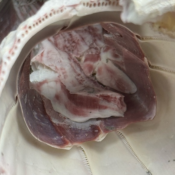 VTG  NATURAL Barnacles Cluster BEACH OCEAN AQUARIUM COASTAL SHELL NAUTICAL DECOR - Picture 10 of 17